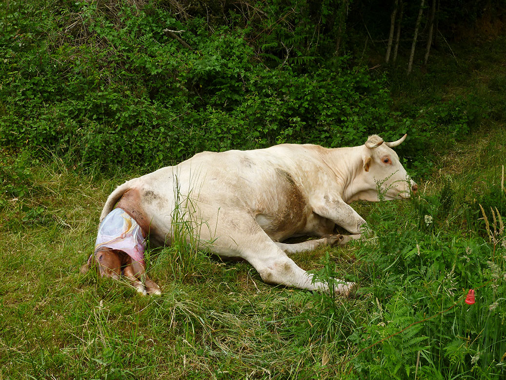 Vache donnant naissance à un veau dans l'herbe.