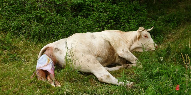 Vache donnant naissance à un veau dans l'herbe.