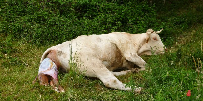 Vache donnant naissance à un veau dans l'herbe.