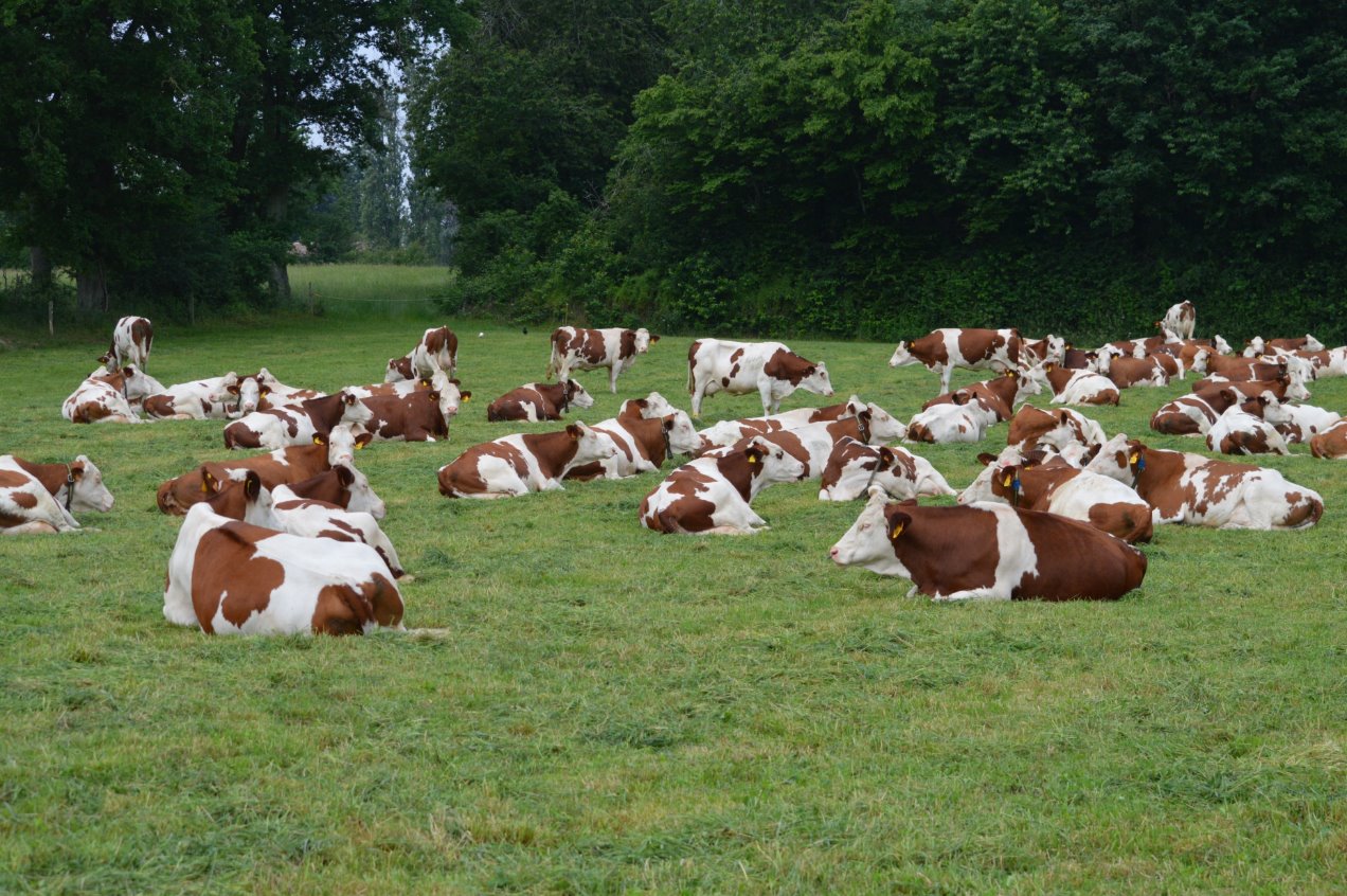 Vaches couchées au pré